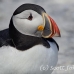 puffin_atlantic_msi_h_1231_can0851.jpg